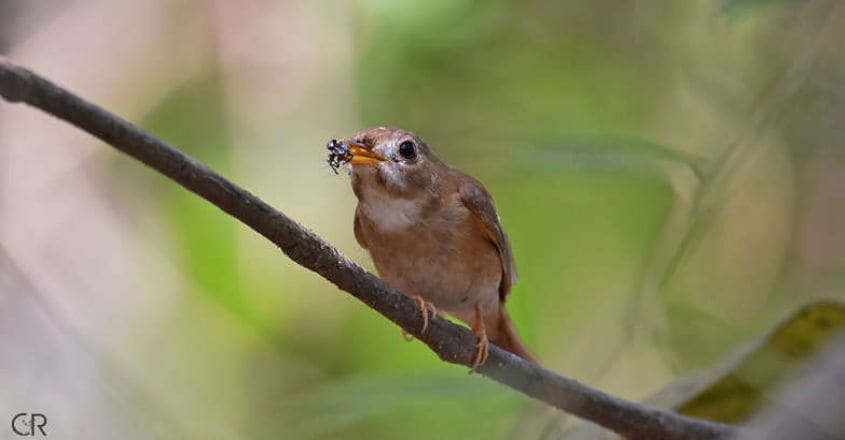 Brown-breasted Flycatcher